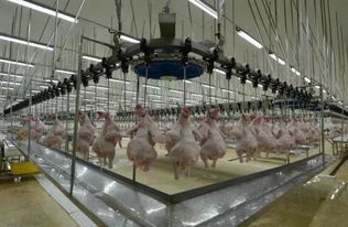 資本正瘋狂投資農(nóng)業(yè) 這些項目融資模式值得學